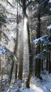 Preview wallpaper forest, trees, sun, snow, winter, nature