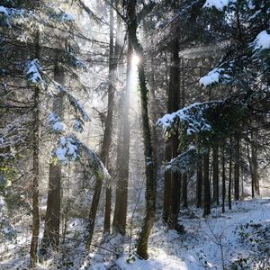 Preview wallpaper forest, trees, sun, snow, winter, nature