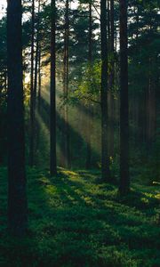 Preview wallpaper forest, trees, sun, rays, nature