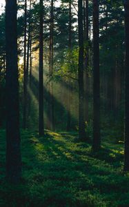 Preview wallpaper forest, trees, sun, rays, nature