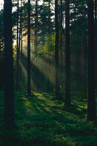 Preview wallpaper forest, trees, sun, rays, nature