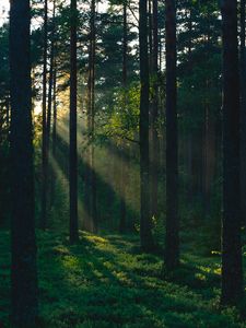 Preview wallpaper forest, trees, sun, rays, nature