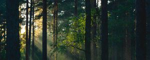 Preview wallpaper forest, trees, sun, rays, nature
