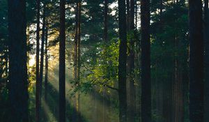 Preview wallpaper forest, trees, sun, rays, nature