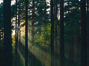Preview wallpaper forest, trees, sun, rays, nature