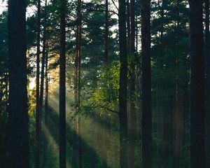 Preview wallpaper forest, trees, sun, rays, nature