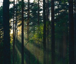 Preview wallpaper forest, trees, sun, rays, nature