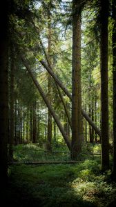 Preview wallpaper forest, trees, sun, light, nature