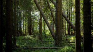 Preview wallpaper forest, trees, sun, light, nature