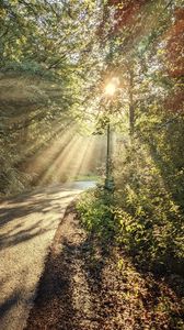 Preview wallpaper forest, trees, sun, rays, path, nature