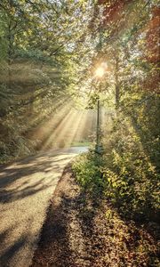 Preview wallpaper forest, trees, sun, rays, path, nature