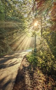 Preview wallpaper forest, trees, sun, rays, path, nature