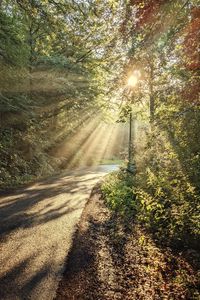 Preview wallpaper forest, trees, sun, rays, path, nature