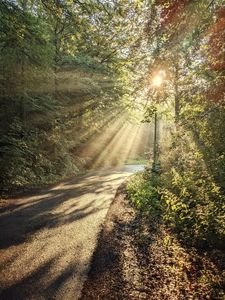 Preview wallpaper forest, trees, sun, rays, path, nature