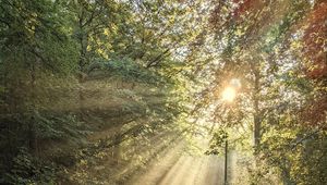 Preview wallpaper forest, trees, sun, rays, path, nature