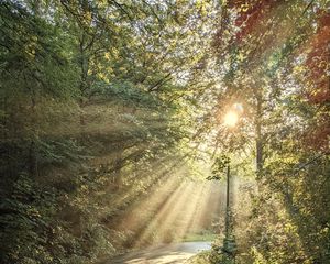 Preview wallpaper forest, trees, sun, rays, path, nature