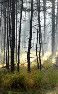 Preview wallpaper forest, trees, sun, light, rays, landscape, nature
