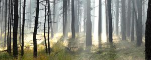 Preview wallpaper forest, trees, sun, light, rays, landscape, nature