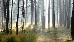 Preview wallpaper forest, trees, sun, light, rays, landscape, nature