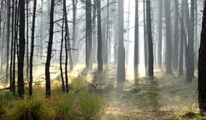 Preview wallpaper forest, trees, sun, light, rays, landscape, nature