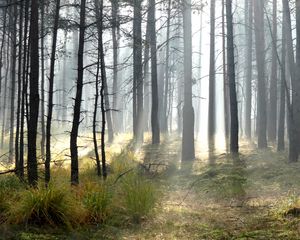 Preview wallpaper forest, trees, sun, light, rays, landscape, nature