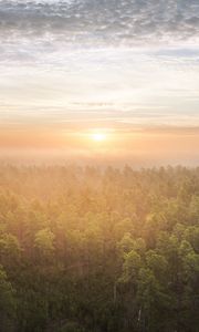 Preview wallpaper forest, trees, sun, light, nature, aerial view