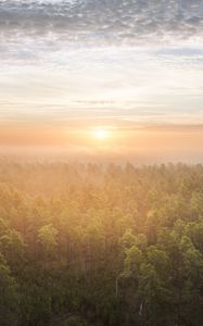 Preview wallpaper forest, trees, sun, light, nature, aerial view