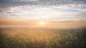 Preview wallpaper forest, trees, sun, light, nature, aerial view