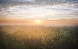 Preview wallpaper forest, trees, sun, light, nature, aerial view