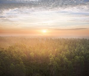 Preview wallpaper forest, trees, sun, light, nature, aerial view