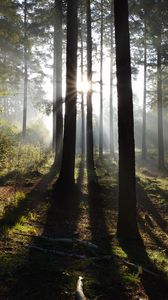 Preview wallpaper forest, trees, sun, rays, nature, landscape