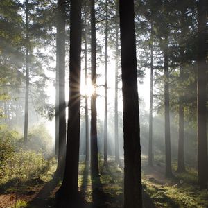 Preview wallpaper forest, trees, sun, rays, nature, landscape