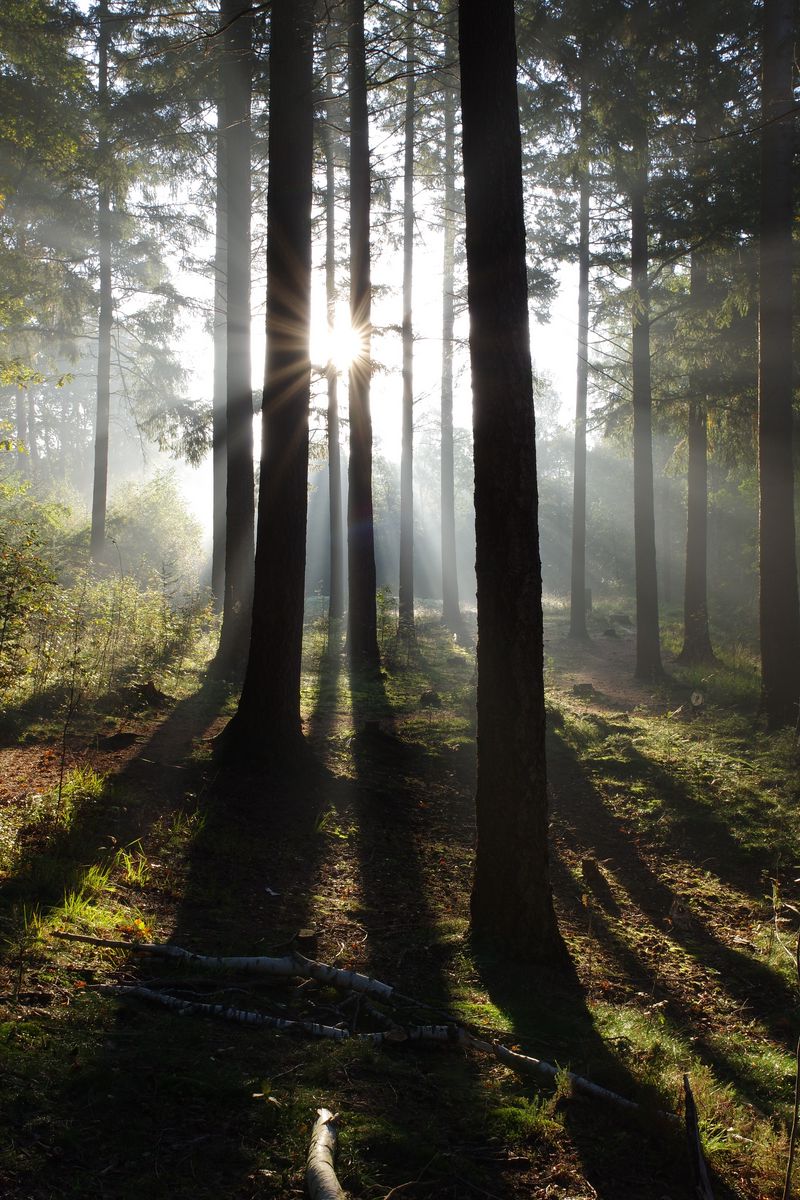 Download wallpaper 800x1200 forest, trees, sun, rays, nature, landscape ...