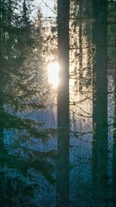 Preview wallpaper forest, trees, sun, light, morning, nature