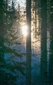 Preview wallpaper forest, trees, sun, light, morning, nature