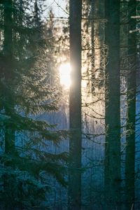 Preview wallpaper forest, trees, sun, light, morning, nature