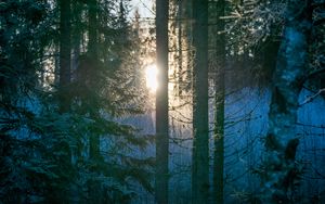 Preview wallpaper forest, trees, sun, light, morning, nature