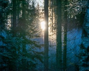 Preview wallpaper forest, trees, sun, light, morning, nature