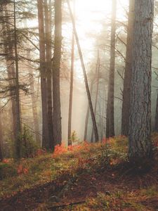 Preview wallpaper forest, trees, sun rays