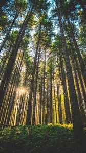 Preview wallpaper forest, trees, sunlight, grass, oregon, united states
