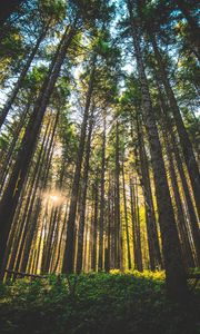 Preview wallpaper forest, trees, sunlight, grass, oregon, united states