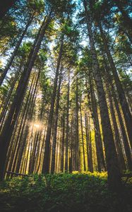 Preview wallpaper forest, trees, sunlight, grass, oregon, united states