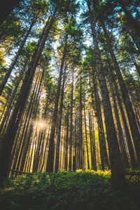 Preview wallpaper forest, trees, sunlight, grass, oregon, united states