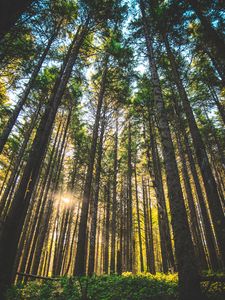 Preview wallpaper forest, trees, sunlight, grass, oregon, united states