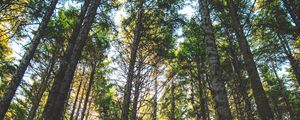 Preview wallpaper forest, trees, sunlight, grass, oregon, united states