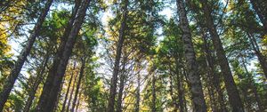 Preview wallpaper forest, trees, sunlight, grass, oregon, united states