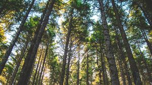 Preview wallpaper forest, trees, sunlight, grass, oregon, united states