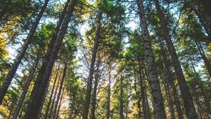 Preview wallpaper forest, trees, sunlight, grass, oregon, united states