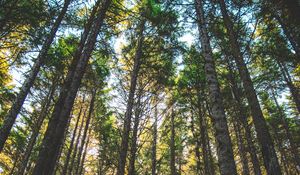 Preview wallpaper forest, trees, sunlight, grass, oregon, united states
