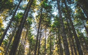 Preview wallpaper forest, trees, sunlight, grass, oregon, united states